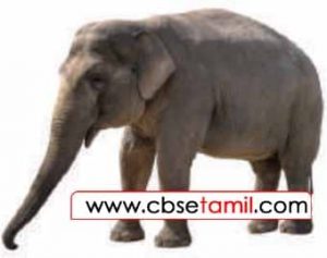 Class 3 Tamil Solution - Lesson 22 எந்த உயிரினத்திற்கு என்ன பண்பு?