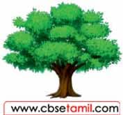 Class 3 Tamil Solution - Lesson 11 புதிர்களைப் படித்து, விடையைக் கண்டறிக.