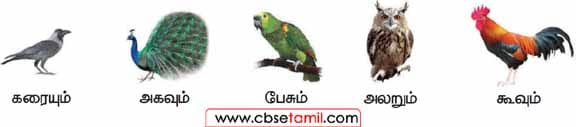 Class 3 Tamil Solution - Lesson 25 பறவைகளின் ஒலிகளை அறிந்து கோடிட்ட இடங்களை நிரப்புவோம்
