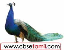 Class 4 Tamil Solution - Lesson 21 புதிர்களைப் படிப்போம்! விடை காண்போம்! படத்துடன் பொருத்துவோம்!
