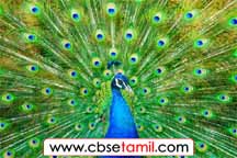 Class 5 Tamil Solution - Lesson 7.4 நமது நாட்டுச் சின்னங்கள்