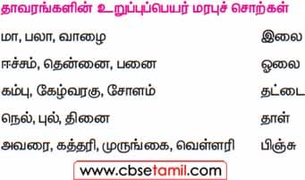 Class 5 Tamil Solution - Lesson 1.4 தாவரங்களின் உறுப்புப்பெயர் மரபுச் சொற்கள்