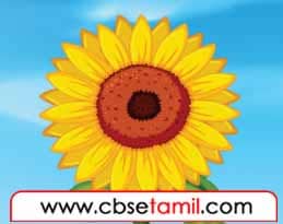 CBSE Class 7 Tamil Chapter 2.5 - படத்திற்குப் பொருத்தமான பாலை எழுதுக.