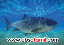 Class 3rd Book Back Answer - Iragu Yarudaiyathu - Yar Seithargal Yenna Seithargal- b