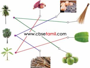 Class 3rd Book Back Answer - ondrupattal Undu Valvu - Entha marathil irunthu enna porul Poruthuven