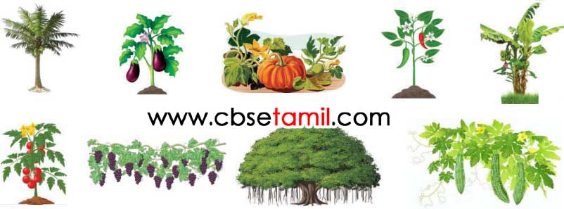 Class 3rd Book Back Answer - Malai neer - Vagaipaduthi eluthuvom