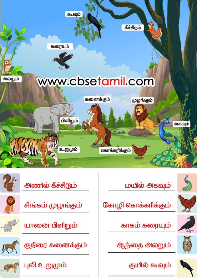 Class 3rd Book Back Answer - Thookanankuruviyum Ottagasivingiyum - Peyarkalaiyum eluppum olikalaiyum inaittu elutuvom